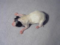 /album/fotogaleria/alfred2-jpg/